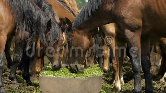俄罗斯草原上的马群视频的预览图