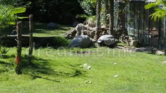 巨型海龟漫步动物园狩猎视频的预览图