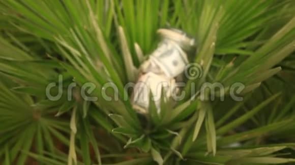 一个装有纸币的玻璃瓶放在棕榈树的背景上累积休假储蓄视频的预览图