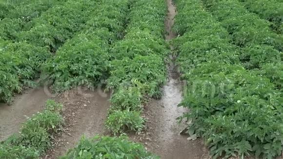 土豆花在田野里盛开繁盛的马铃薯植物视频的预览图