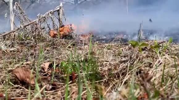 森林大火燃烧干草干草小花造成动物植物的伤害视频的预览图