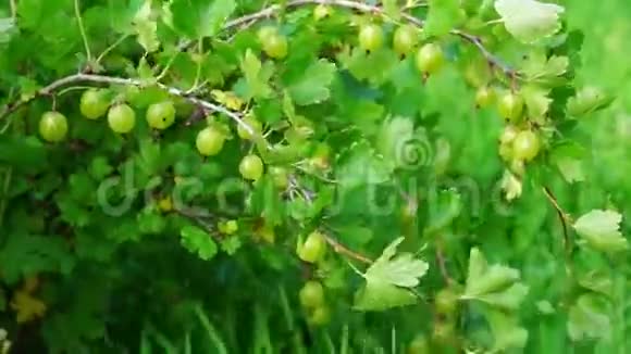 夏天的鹅莓灌木视频的预览图