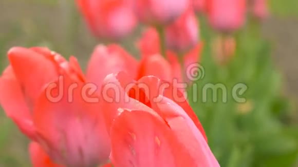 花园里盛开的粉红色郁金香视频的预览图