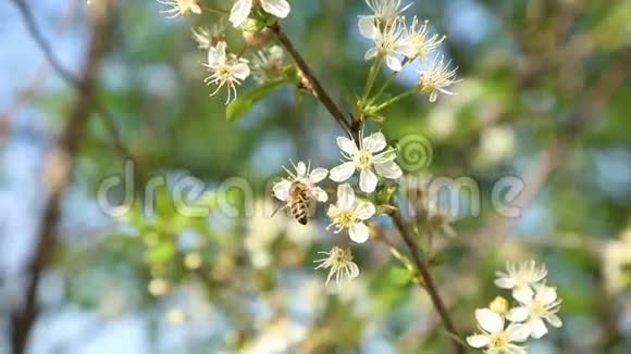 蜜蜂在树上授粉视频的预览图
