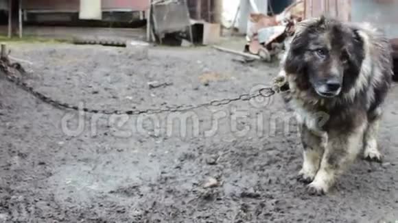 一只白人牧羊犬在狗棚附近的链子上视频的预览图