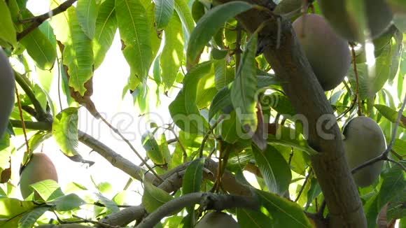 挂在树上的芒果果实全景视频的预览图