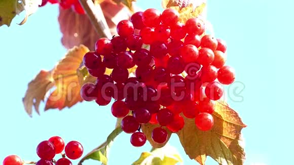 2015年秋季阳光下的红视频的预览图