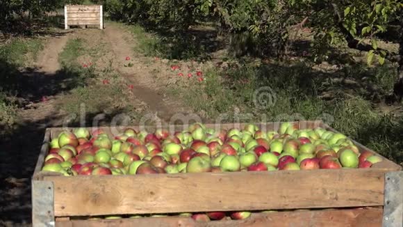 秋天的一天一个果园里新摘的苹果倾斜起来4K视频的预览图