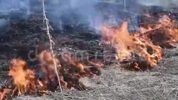 森林大火燃烧干草干草小花造成动物植物的伤害视频的预览图