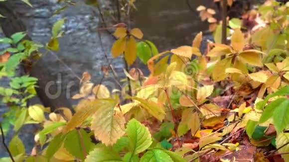 美丽的秋天景观有黄色的叶子视频的预览图