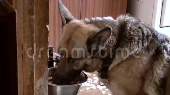 德国牧羊犬吃视频的预览图