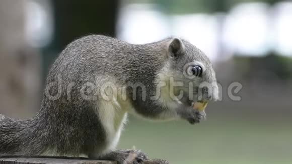 松鼠在树桩上吃坚果没有声音视频的预览图