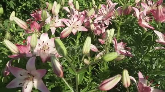 美丽的花园百合花生长在花园的股票录像视频的预览图