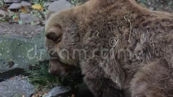 大棕熊吃蔬菜1视频的预览图