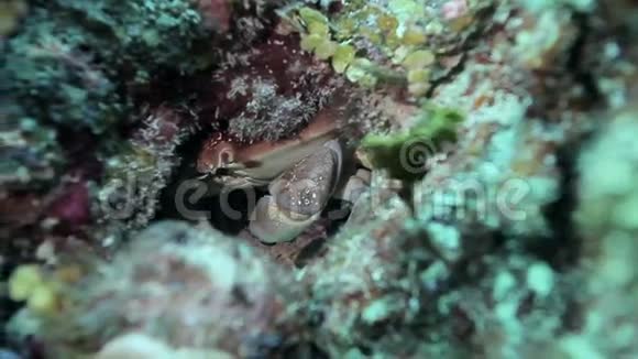 在暗礁洞里坐着吃螃蟹视频的预览图