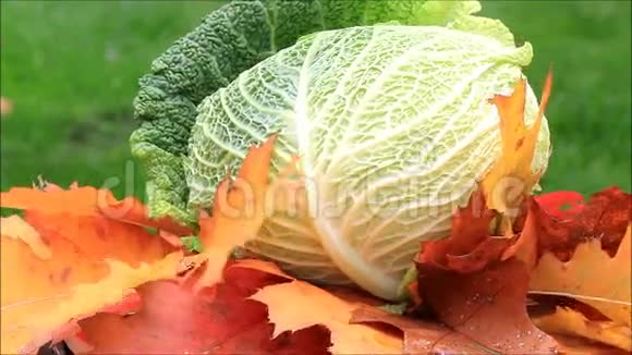 野菜在秋叶上旋转视频的预览图