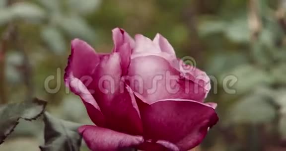 在秋天的花园里合上美丽的紫罗兰玫瑰视频的预览图