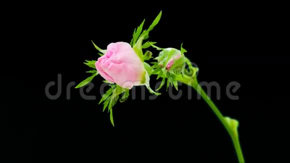 玫瑰胯花盛开隔离视频的预览图