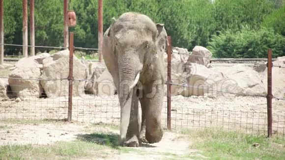 大象在动物园里散步伊兹密尔土耳其视频的预览图