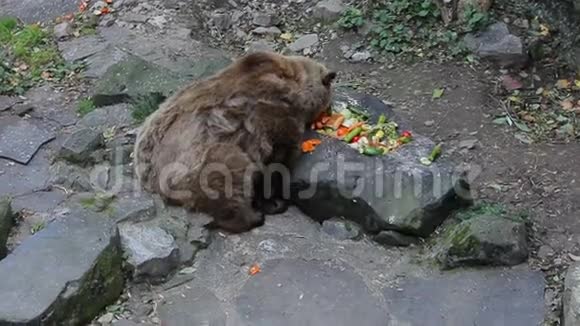大棕熊吃蔬菜2视频的预览图