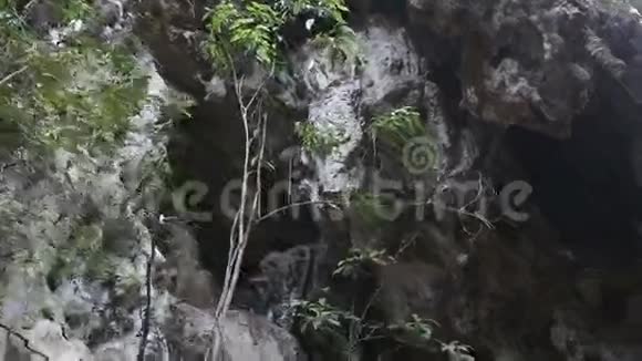 悬崖上有生长的树木和洞穴视频的预览图