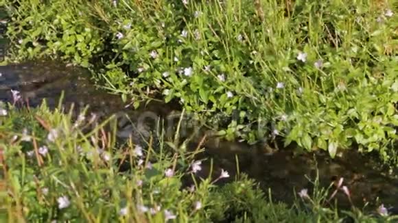 小溪岸边美丽的鲜花刺鼻的股票录像视频的预览图