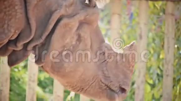 走路的犀牛的脸也是视频的预览图