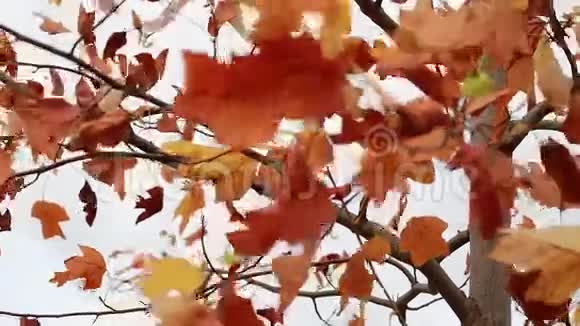 红色的秋叶在风中摇曳视频的预览图