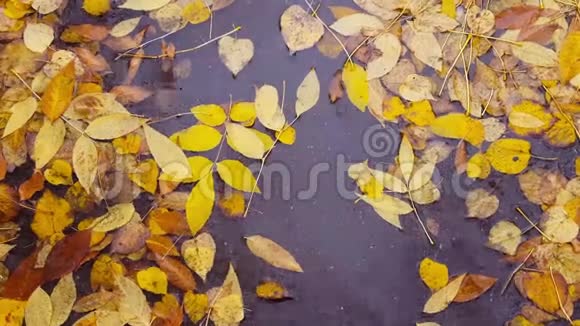 黄秋叶在雨中的水坑里视频的预览图