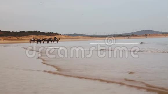 摩洛哥Essaouira镇附近大西洋海滩上的骆驼视频的预览图