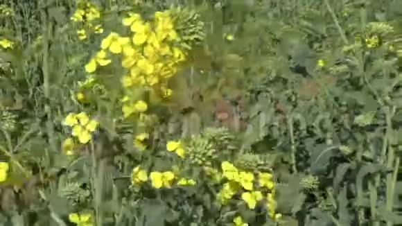 春天的黄种田视频的预览图