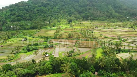 飞越水稻梯田绿色4K无人机镜头印度尼西亚巴厘岛视频的预览图