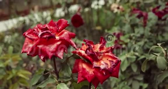 两朵美丽的红玫瑰在花园里选择焦点复古的颜色垂死的植物在秋天悲伤的秋天心情视频的预览图