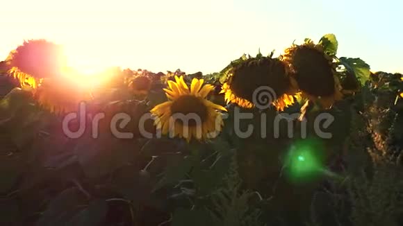 在缓慢运动的背景日落中绽放的向日葵视频的预览图