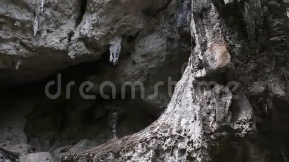悬崖上有生长的树木和洞穴视频的预览图