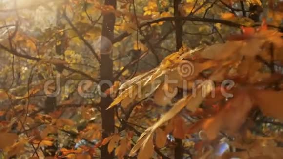 初秋降雪雪落在秋天的金树上在阳光下闪闪发光落叶视频的预览图