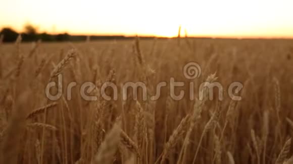 麦穗于田田田深浅夕阳下金黄熟熟的麦田丰收和农业视频的预览图