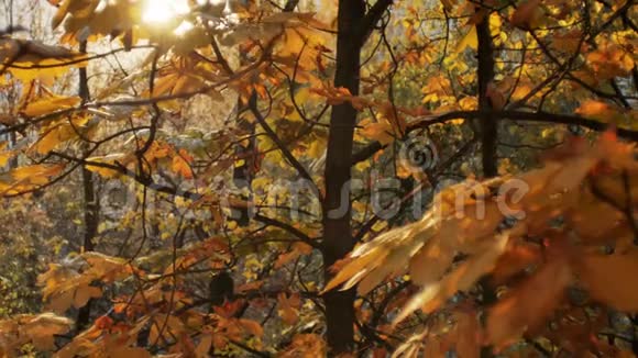 初秋降雪雪落在秋天的金树上在阳光下闪闪发光落叶视频的预览图