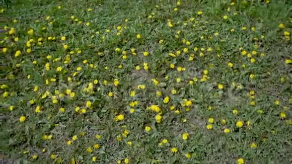草地上的蒲公英视频的预览图