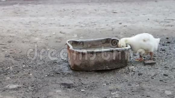 鹅在农场泥泞的水槽里喝水视频的预览图