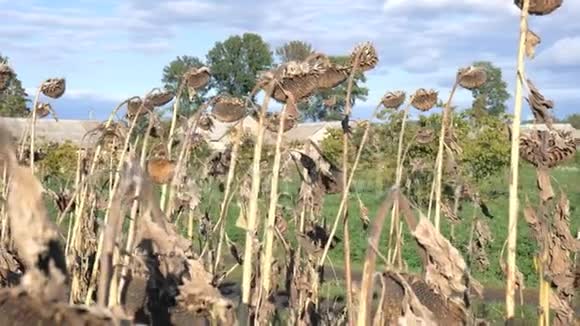 秋天田野上的干燥向日葵秋天收获葵花籽向日葵近景的干茎视频的预览图