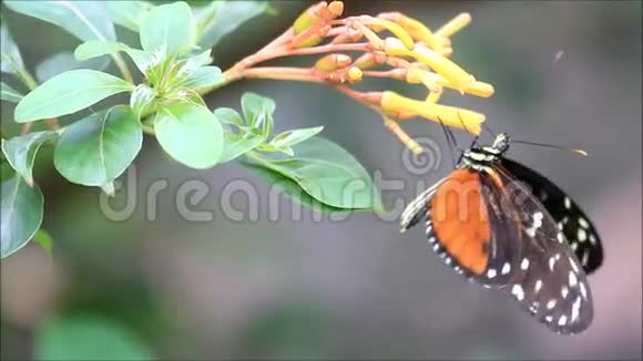 蝴蝶虎龙翼上花视频的预览图