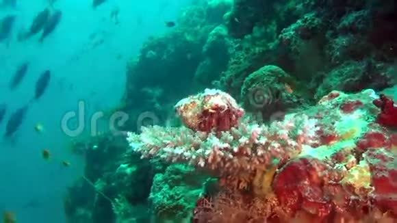 马尔代夫水下珊瑚背景下的隐癌士兵螃蟹视频的预览图