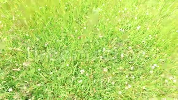 三叶草和长在草地或田野上的草视频的预览图