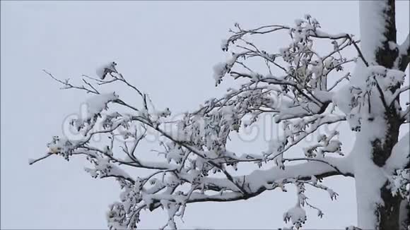 冬天的风景树枝上的雪视频的预览图