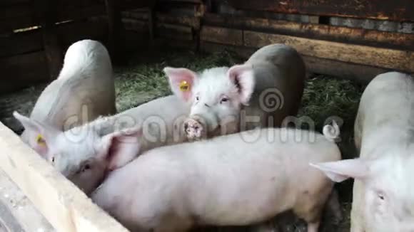 猪的耳朵上挂满了泥巴和标签视频的预览图