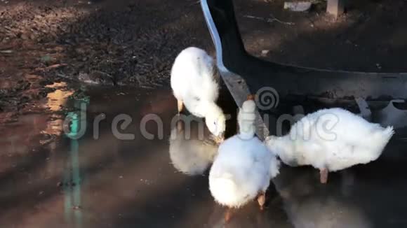 鹅在农场喝脏水洗澡视频的预览图