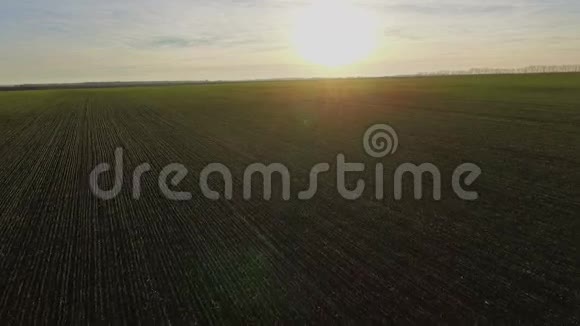 秋天的阳光洒满小麦飞过田野视频的预览图