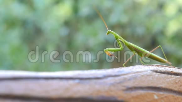 绿色螳螂在绿色的背景下行走视频的预览图