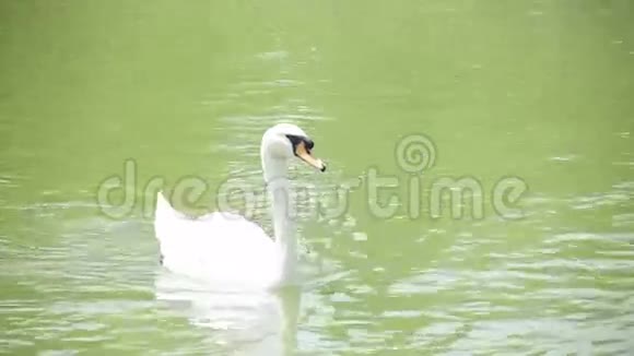 一只鸭子在伊兹密尔湖游泳土耳其视频的预览图